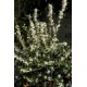 OSMANTHUS BURKWOODII