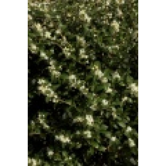 OSMANTHUS BURKWOODII