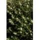 OSMANTHUS BURKWOODII