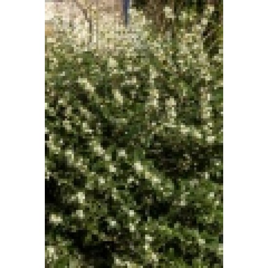 OSMANTHUS BURKWOODII