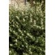 OSMANTHUS BURKWOODII