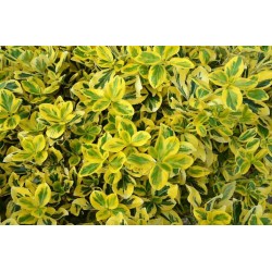 EUONYMUS FORTUNEI DUO