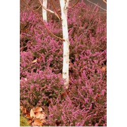 ERICA DARLEYENSIS KRAMER'S ROT