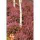 ERICA DARLEYENSIS KRAMER'S ROT