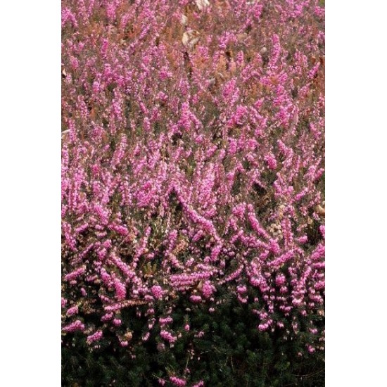 ERICA DARLEYENSIS KRAMER'S ROT