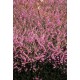 ERICA DARLEYENSIS KRAMER'S ROT