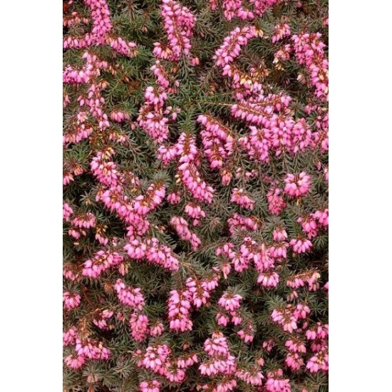 ERICA DARLEYENSIS KRAMER'S ROT