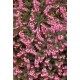 ERICA DARLEYENSIS KRAMER'S ROT