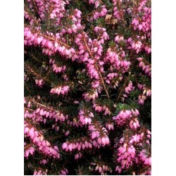 ERICA DARLEYENSIS KRAMER'S ROT