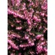 ERICA DARLEYENSIS KRAMER'S ROT