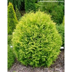 THUJA OCCIDENTALIS GOLDEN GLOBE