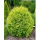 THUJA OCCIDENTALIS GOLDEN GLOBE