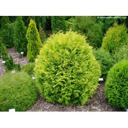 THUJA OCCIDENTALIS GOLDEN GLOBE