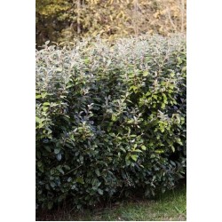 ELAEAGNUS EBBINGEI COMPACTA
