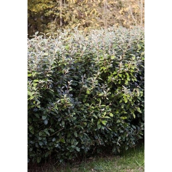 ELAEAGNUS EBBINGEI COMPACTA