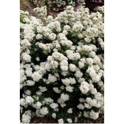 CHOISYA WHITE DAZZLER