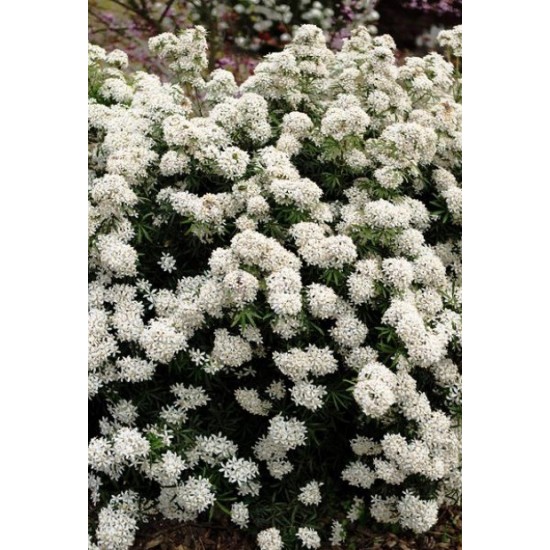 CHOISYA WHITE DAZZLER