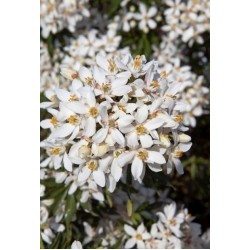CHOISYA WHITE DAZZLER