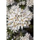 CHOISYA WHITE DAZZLER