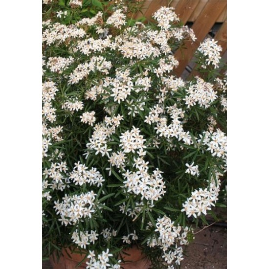 CHOISYA WHITE DAZZLER