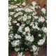 CHOISYA WHITE DAZZLER