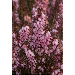 ERICA DARLEYENSIS J-W.PORTER