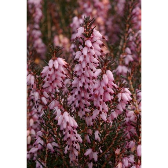 ERICA DARLEYENSIS J-W.PORTER