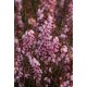 ERICA DARLEYENSIS J-W.PORTER