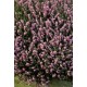 ERICA DARLEYENSIS J-W.PORTER
