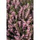 ERICA DARLEYENSIS J-W.PORTER