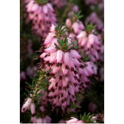 ERICA DARLEYENSIS J-W.PORTER