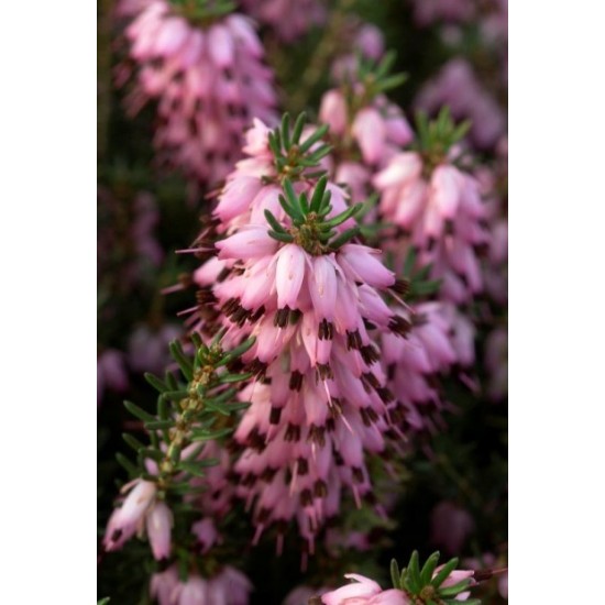 ERICA DARLEYENSIS J-W.PORTER