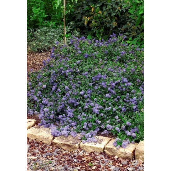 CEANOTHUS PROSTRATUS