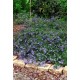 CEANOTHUS PROSTRATUS
