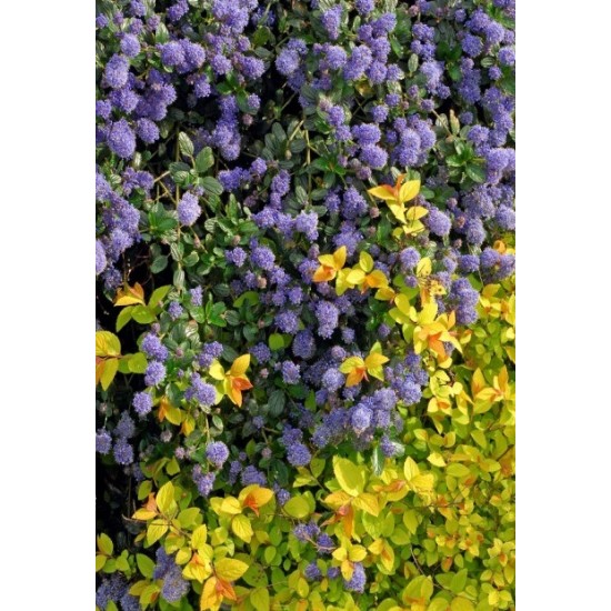 CEANOTHUS PROSTRATUS
