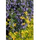 CEANOTHUS PROSTRATUS