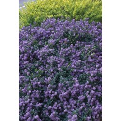 CEANOTHUS PROSTRATUS