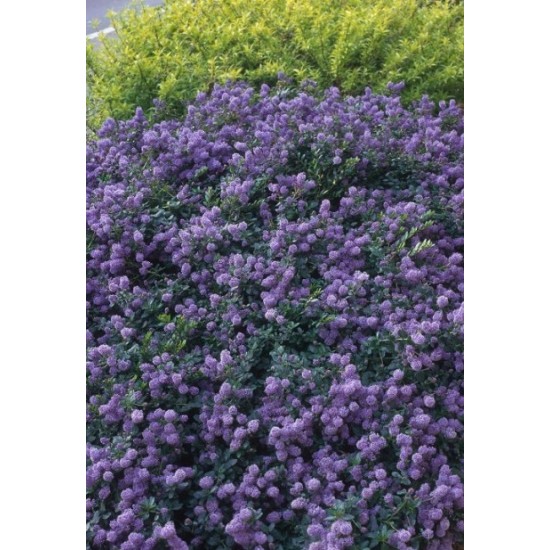 CEANOTHUS PROSTRATUS