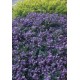CEANOTHUS PROSTRATUS