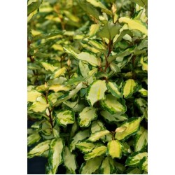 ELAEAGNUS EBBINGEI MARYLINE