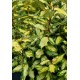 ELAEAGNUS EBBINGEI MARYLINE