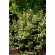ELAEAGNUS EBBINGEI MARYLINE