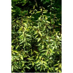 ELAEAGNUS EBBINGEI MARYLINE