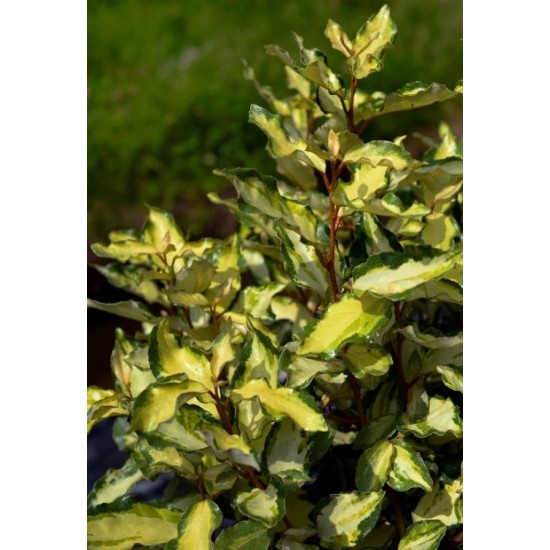 ELAEAGNUS EBBINGEI MARYLINE