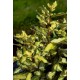 ELAEAGNUS EBBINGEI MARYLINE