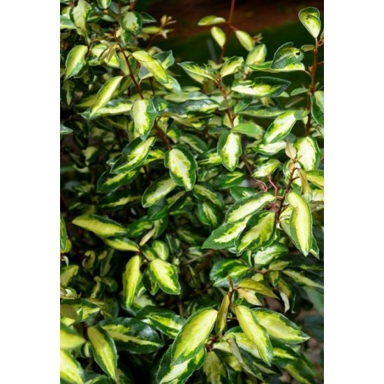 ELAEAGNUS EBBINGEI MARYLINE