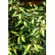 ELAEAGNUS EBBINGEI MARYLINE