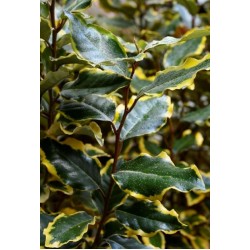ELAEAGNUS EBBINGEI SOL