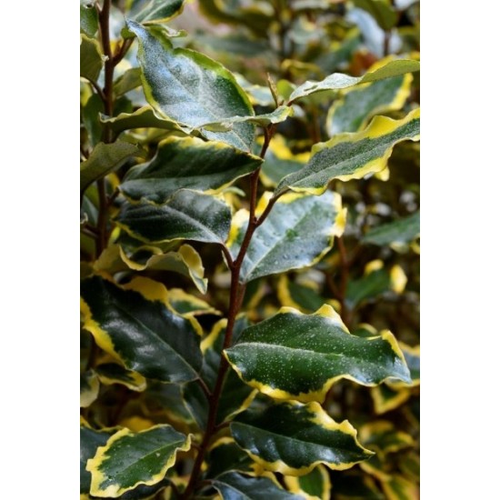 ELAEAGNUS EBBINGEI SOL