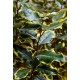 ELAEAGNUS EBBINGEI SOL